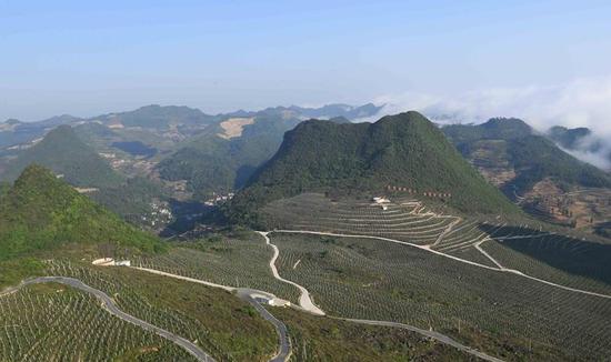 这是云南西畴县兴街镇三光片区的猕猴桃种植基地