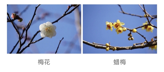 上海两大植物园的蜡梅开花了 梅花也来凑热闹