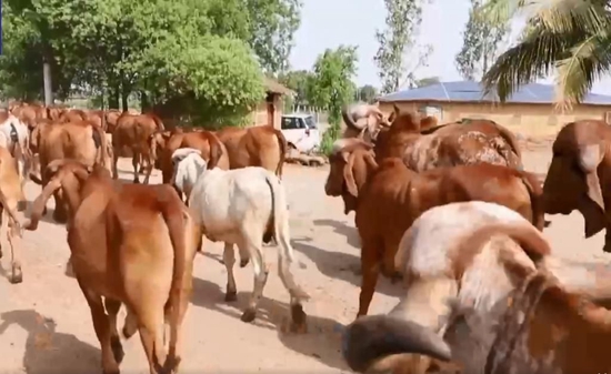 传染性很强！印度 18.5 万头牛感染这种病，7.5 万头已死亡休闲区蓝鸢梦想 - Www.slyday.coM