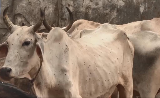 传染性很强！印度 18.5 万头牛感染这种病，7.5 万头已死亡休闲区蓝鸢梦想 - Www.slyday.coM