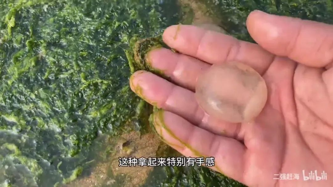 既是海鲜美食,也是“真”赶海视频必备道具|泥螺|赶海|卵囊_新浪新闻