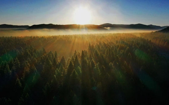 2021年6月27日拍摄的塞罕坝国家森林公园晨景（无人机照片）。新华社记者 杨世尧 摄