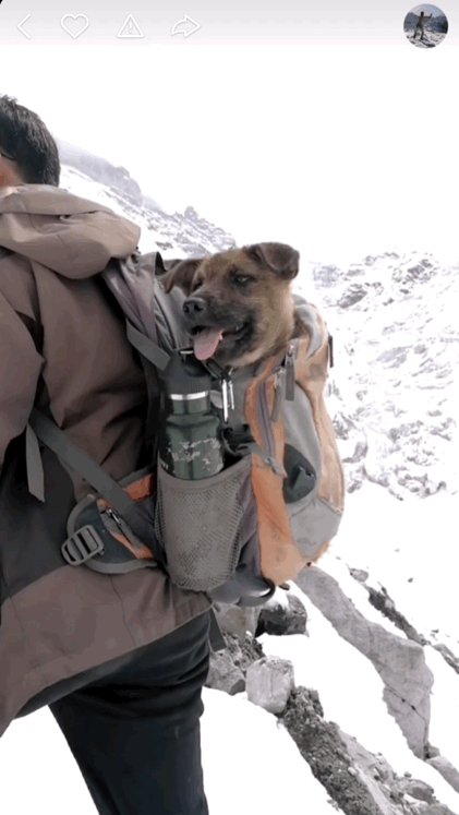 王相军背着他的小狗"土豆"爬雪山