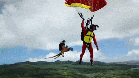 下面这个「一个男人在夏威夷热带水域上空定点跳伞,宠物金刚鹦鹉在