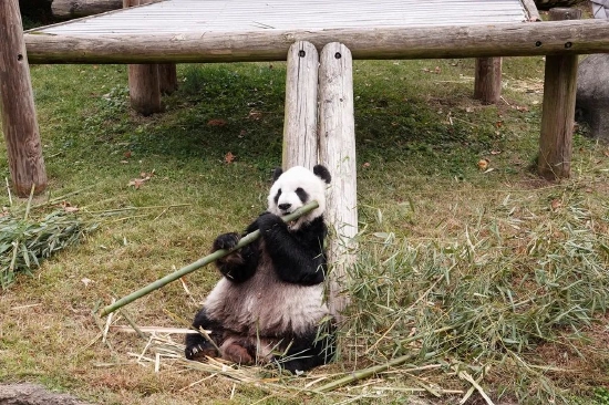 25岁旅美大熊猫“乐乐”离世，死因“尚未确定”