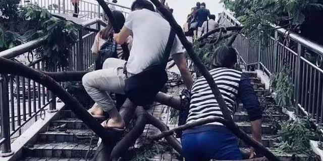 台风过后深圳人“爬树”上班