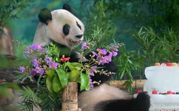 广西熊猫“兄妹”尝解暑冰蛋糕庆6岁生日