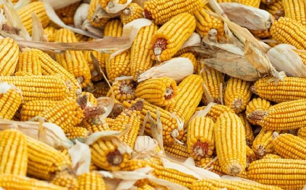 2023年全国粮食生产再获丰收