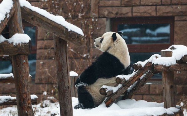 大熊猫靠坐阶梯赏雪