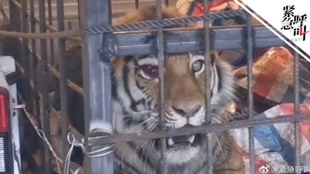 麻醉人员否认老虎眼睛被打充血：要是打眼睛晶状体都得碎