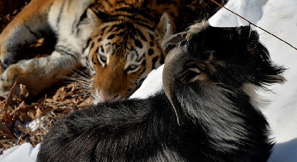 虎羊恋感动全球后打架分手