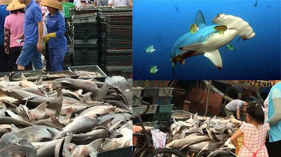 三亚码头贱卖濒危锤头鲨