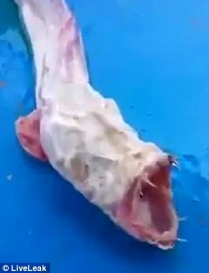 海底未知生物牙齿如刀锋