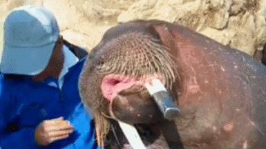 游客被海象抱下水 生前镜头曝光