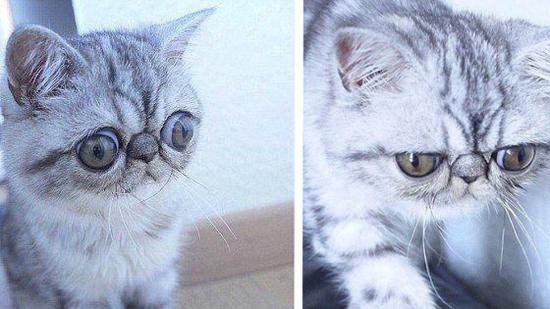 惊吓猫的写真集~