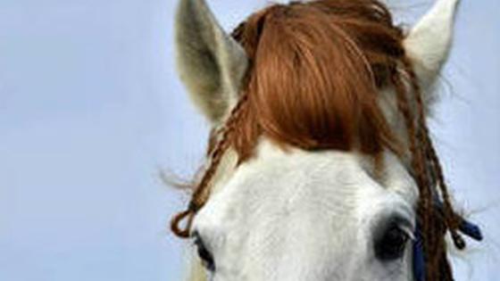 马儿秀发型！瞬间笑喷