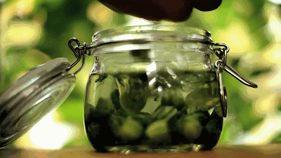 世界上最小的西瓜