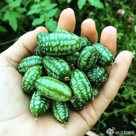 世界上最小的西瓜