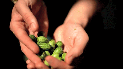 世界上最小的西瓜