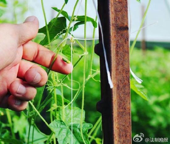 世界上最小的西瓜