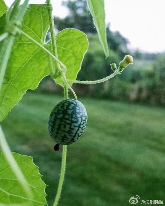 世界上最小的西瓜