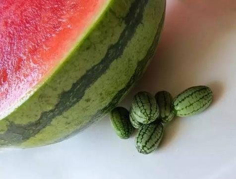 世界上最小的西瓜