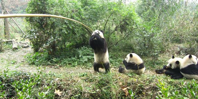 关于野生大熊猫的三个故事｜长阅读