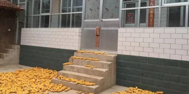 我们去了杨改兰家，发现除了蝼蚁，还有别的