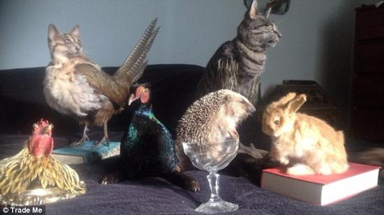 将死猫制作成包包 你能接受吗？