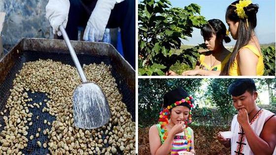 揭秘云南吻初咖啡