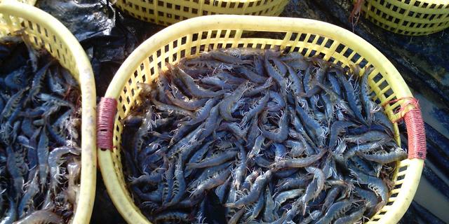 活鱼事件引出的水产流通业