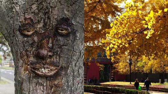 江苏老银杏树长出“人脸 ”！原来这些地方银杏如此美