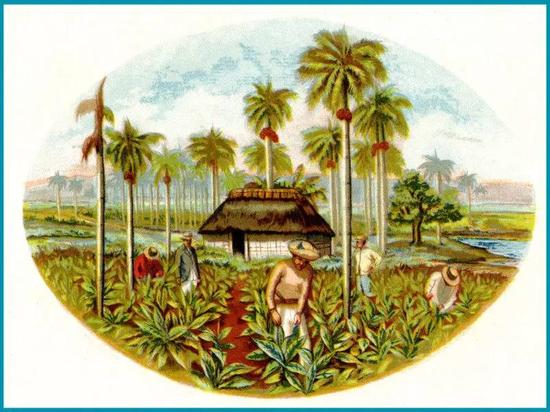 甘蔗种植园，古巴素有 “世界的糖罐” 的美称，制糖业是古巴唯一的实体经济支柱