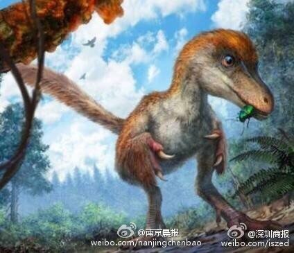 琥珀里发现了只恐龙