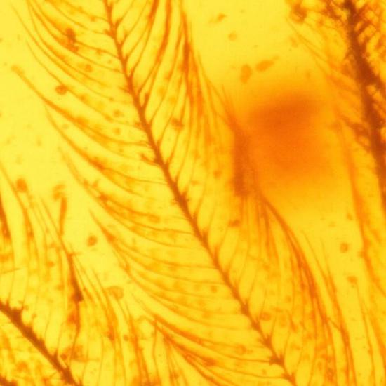 琥珀里发现了只恐龙