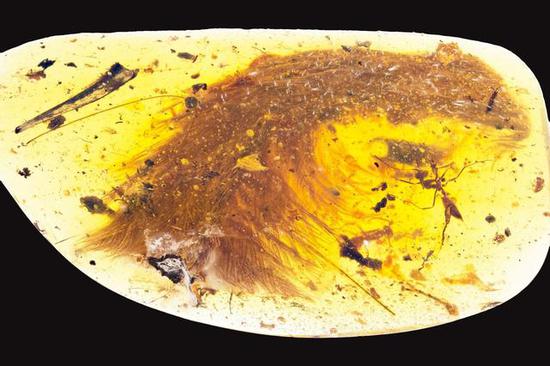 琥珀里发现了只恐龙