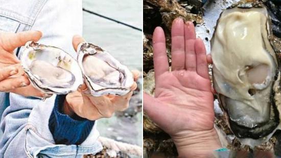 日本福岛核灾区现手掌大“巨型生蚝”