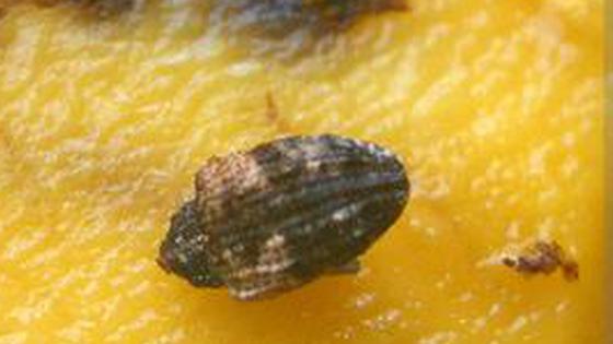 “神秘生物”现身