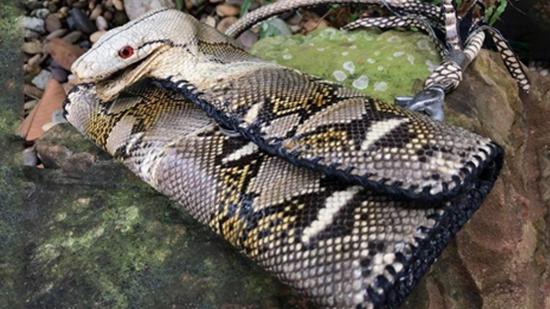 女子晒真蛇头皮包 自称"世界仅有1个"_手机新浪网