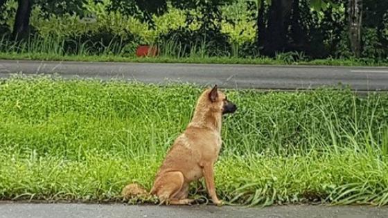 忠犬路边等主人半年被车撞死