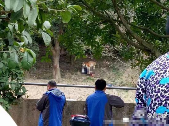 1月29日下午2点半左右，宁波雅戈尔动物园发生老虎咬人事件。围观者称游客近距离逗老虎时被老虎咬入园内，工作人员用鞭炮驱赶老虎。