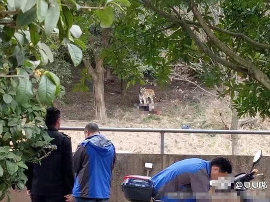 有围观者称被咬者近距离逗老虎时被老虎咬入园内。