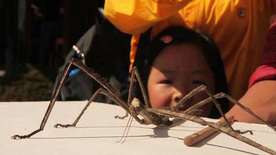 40公分！竹节虫成精了！