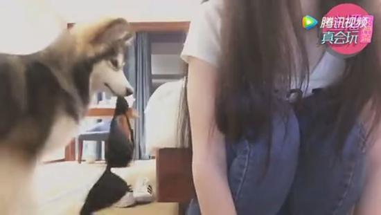 从她背后偷偷叼出了……