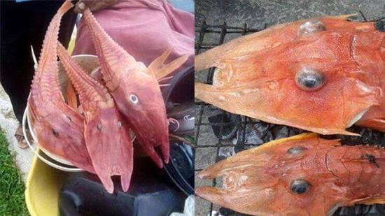 仅存在于热带水域的生物 你见过吗?