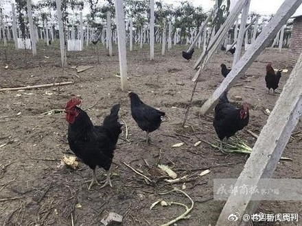 61e6c012ly1fe1fka79r9j20ck09f0uu