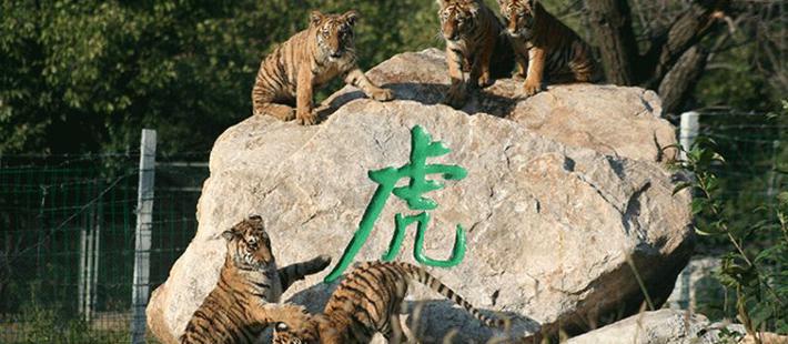 村民收费帮游客翻动物园