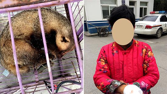 上山采茶被猪獾咬伤 竟欲吃獾肉解气