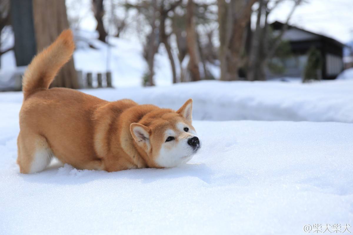 柴犬从表情包变成中产宠儿