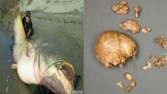 100岁超大鲶鱼 破开肚后吓尿所有人